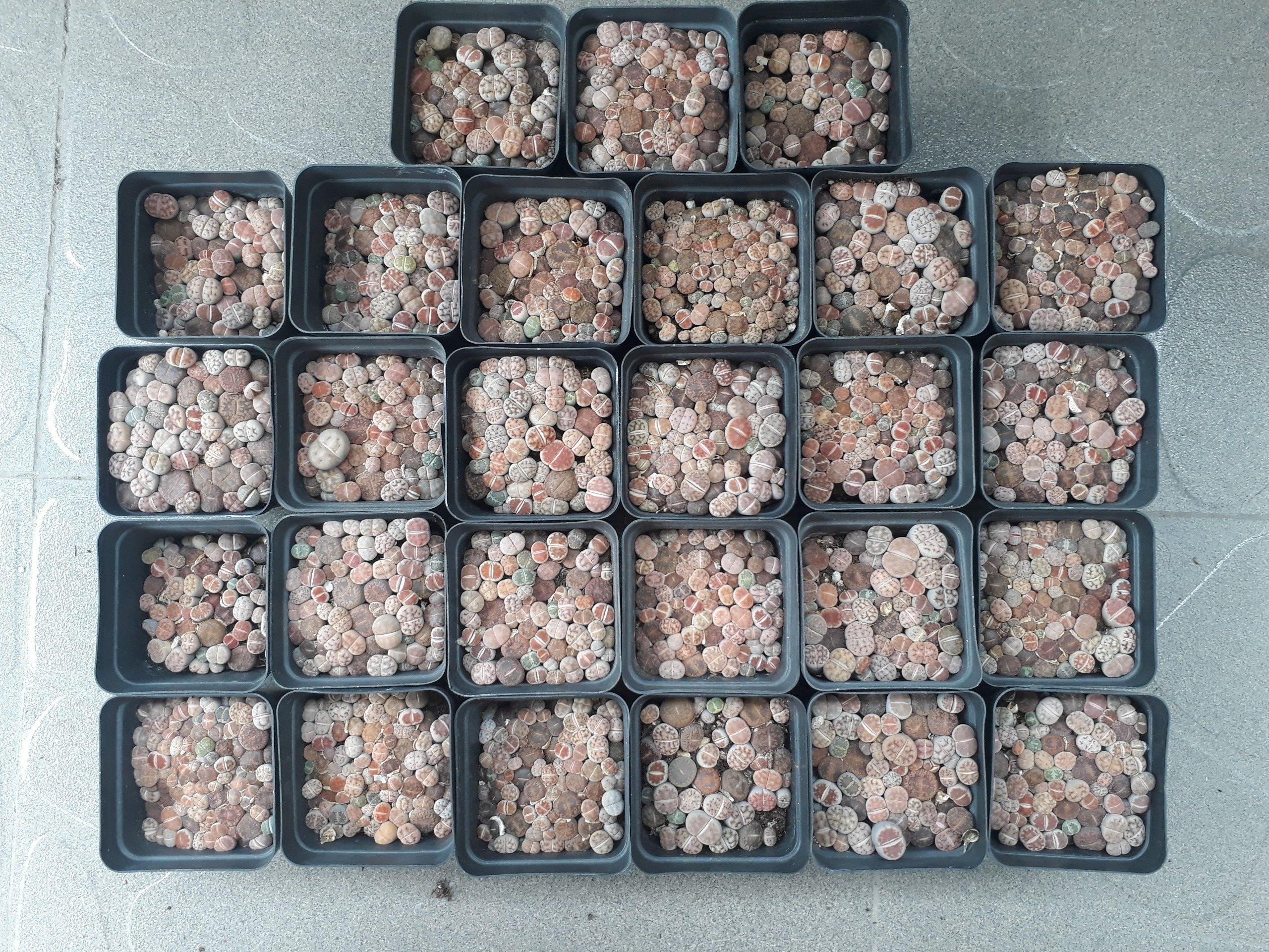 Sen Mông Baby Mix Nhiều Màu Chậu 7cm (Sen Mông/Lithops/Thạch Lan)