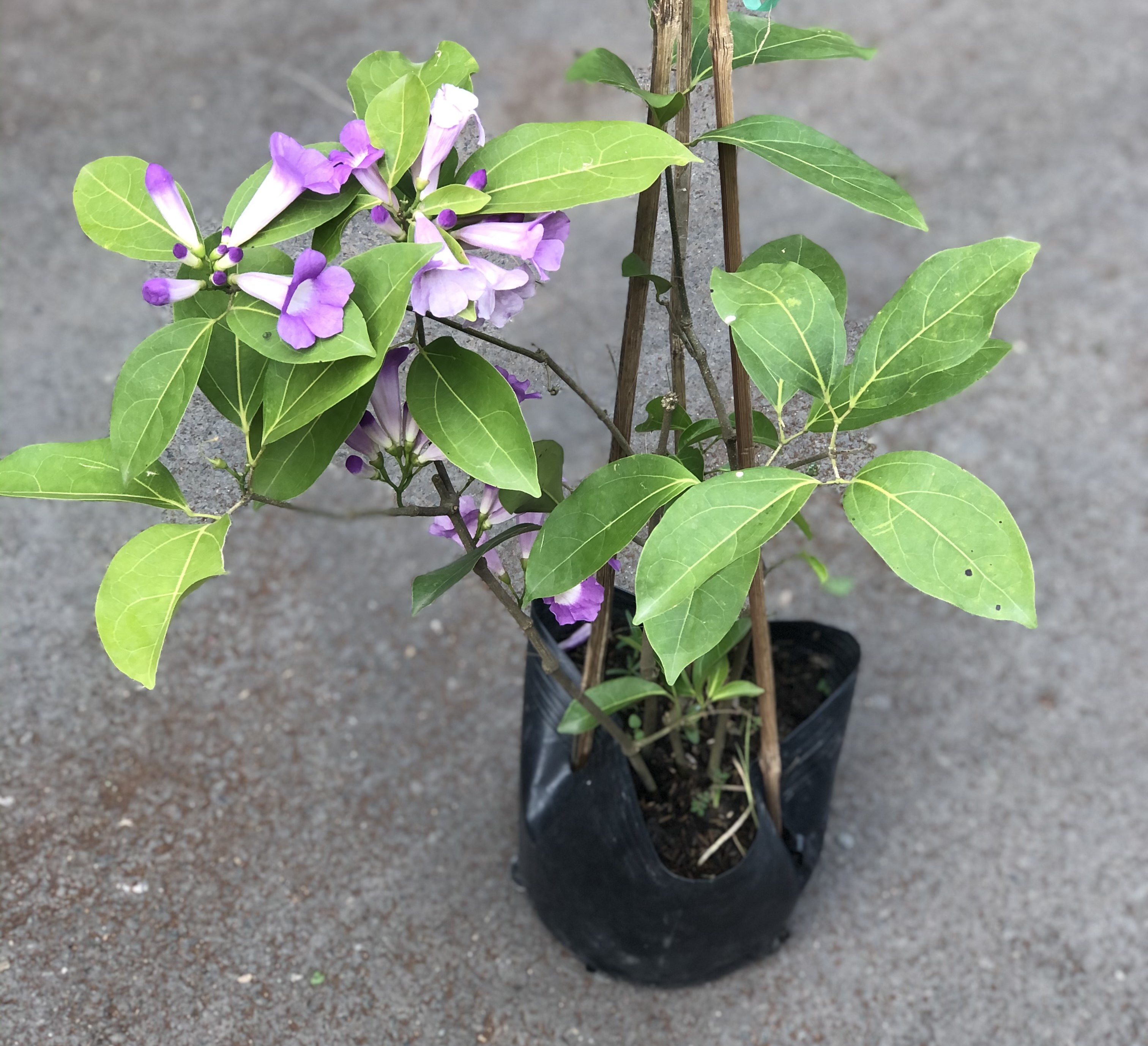 Chậu cây lan tỏi