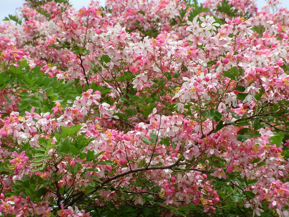 CÂY GIỐNG MUỒNG ANH ĐÀO (MUỒNG HOA ĐÀO),