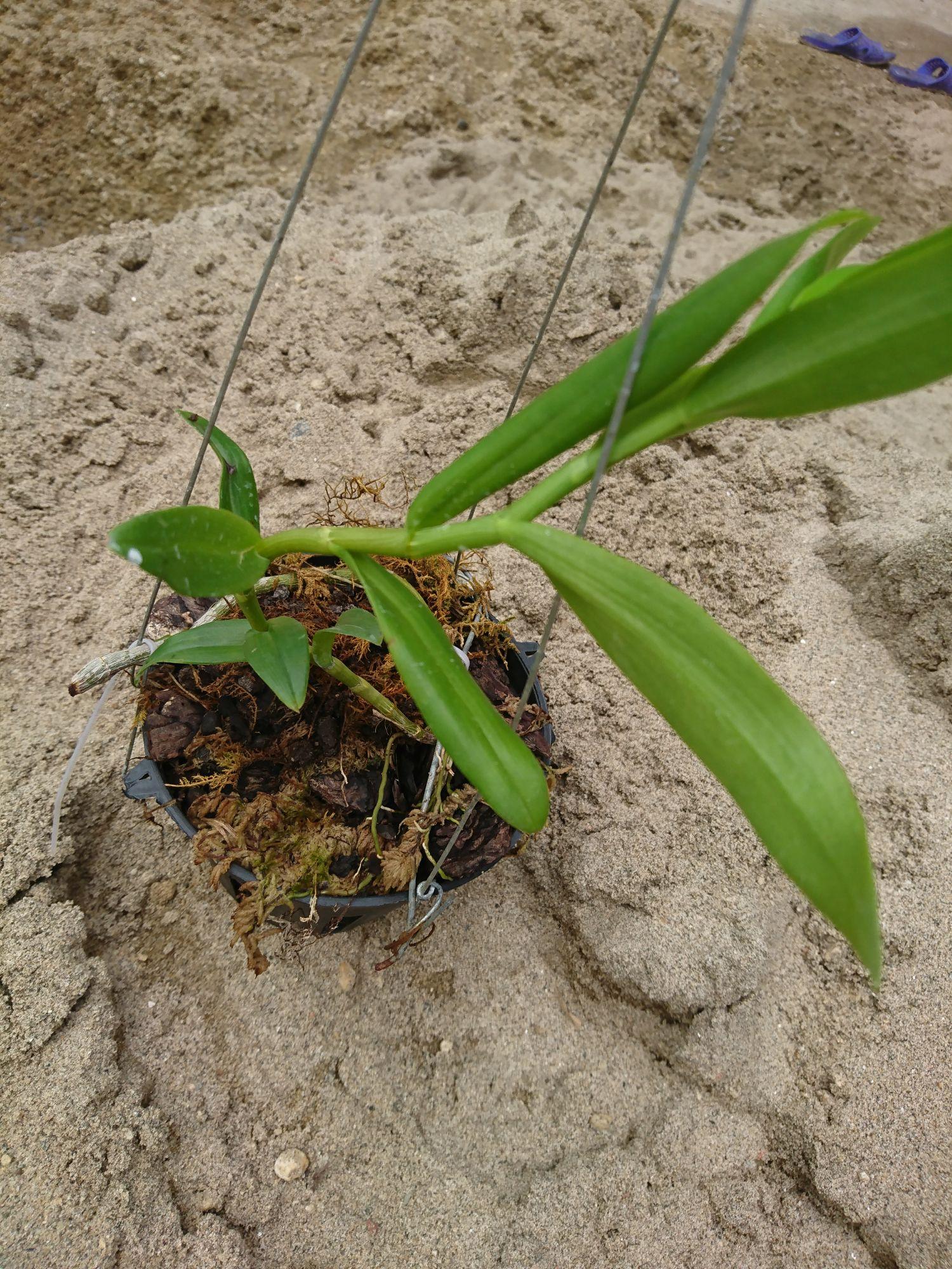 Phi điệp tím Thái nguyên (chính chủ)