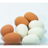 [HCM]Đồ chơi phụ kiện ảo thuật trứng gà giả