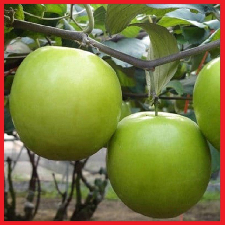 Cây giống Táo Xanh Thái Siêu QUẢ F1-GIỐNG QUẢ TO, CÂY TO ,SIÊU QUẢ