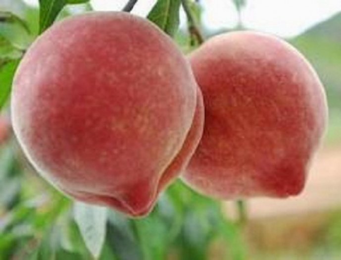 CÂY GIỐNG ĐÀO BÁT TIÊN