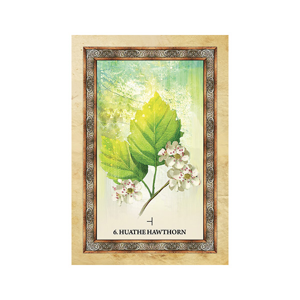 Bộ Bài Celtic Tree Oracle (Mystic House Tarot Shop) - Bài Gốc Authentic Chính Hãng 100%