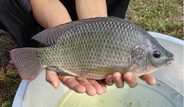 [250gr] Gói Bột Tôm Nam Cực Câu Cá Rô Phi,diếc, Gói bột tôm đỏ 250gr