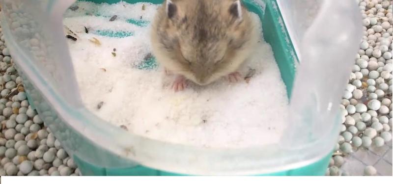 Bịch cát tắm hương hoa hồng cho hamster 1kg