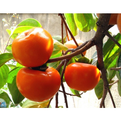 Cây giống hồng giòn không hạt ghép siêu sớm cho trái_cây giống cao nguyên xanh