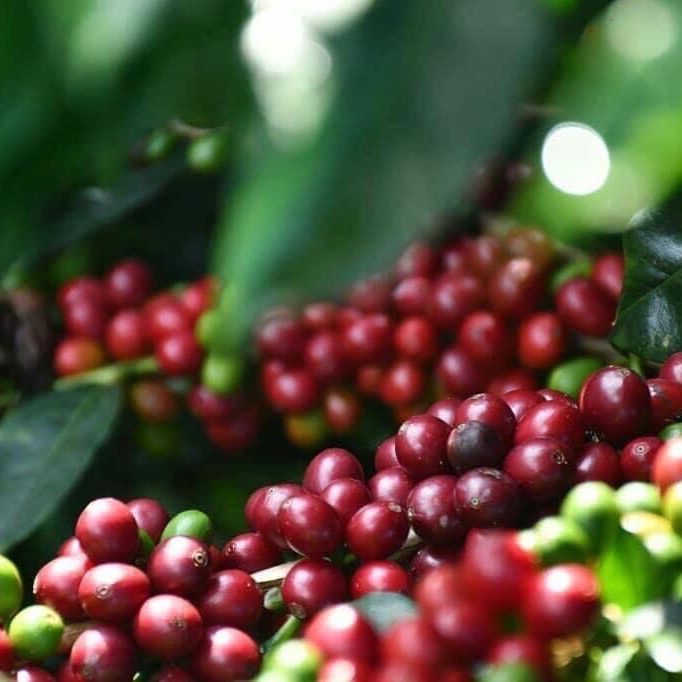 [HCM]500gr Cà Phê Pha Máy Espresso Premium