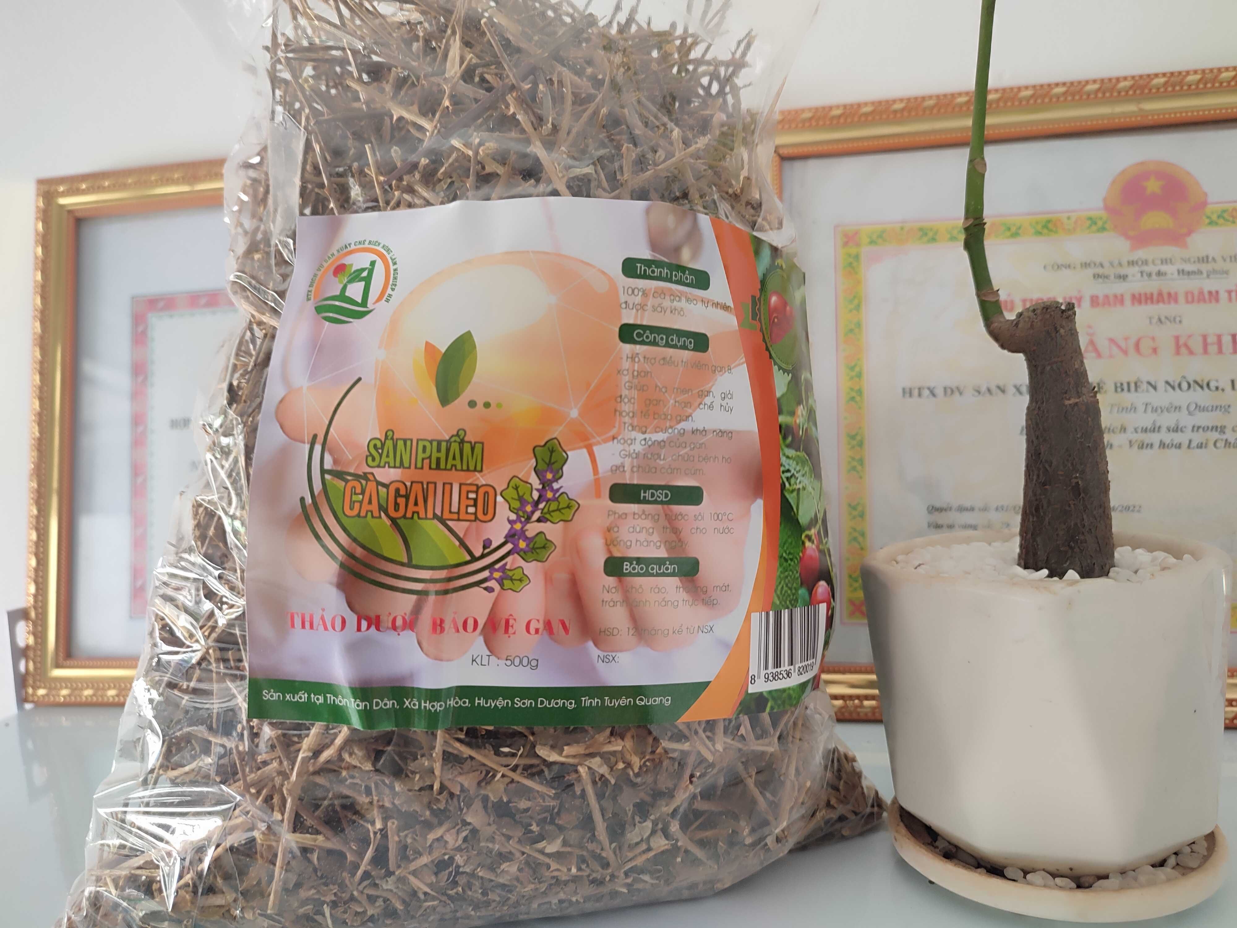 1Kg Cà gai leo sao vàng thơm 100% từ thân và lá cà gai leo từ vùng núi Tam Đảo, Tuyên Quang
