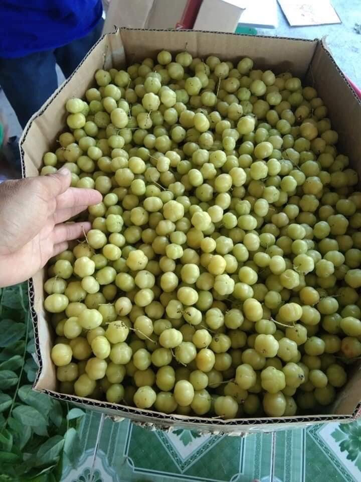 MỨT CHÙM RUỘT RIM ĐƯỜNG KHÔ SIÊU NGON