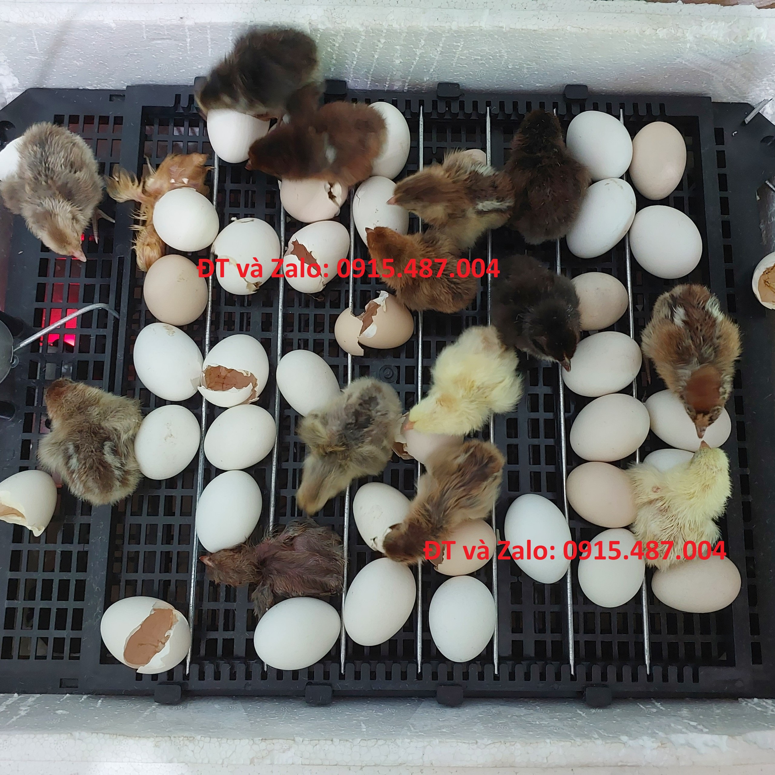 Khay đảo trứng gà vịt mới nhất