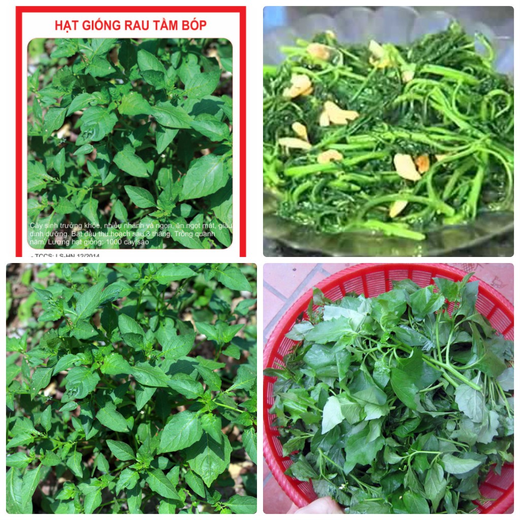 Hạt Giống Cây Tầm Bóp - 0.2gram/gói
