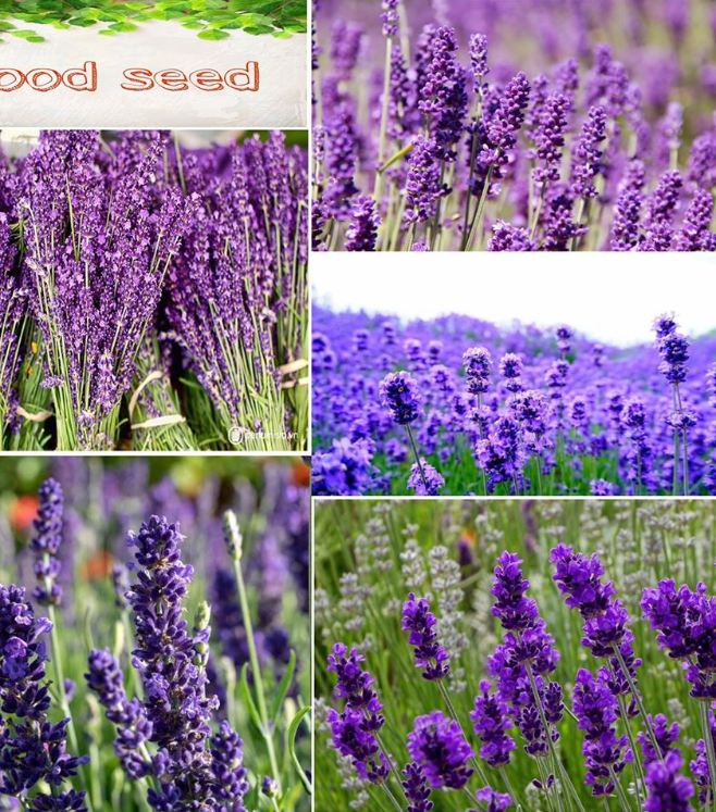 "Gói 100 Hạt " Hạt giống hoa Oải Hương ( Hoa Lavender )
