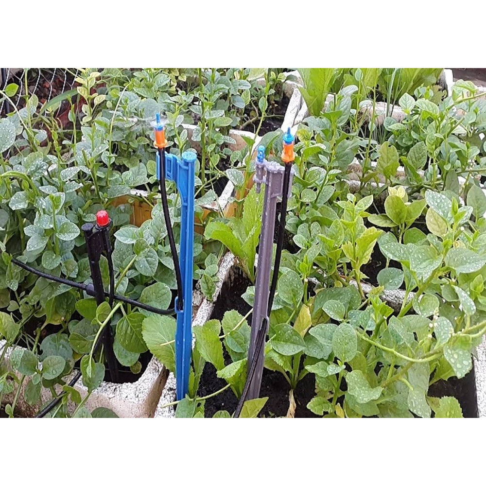 Combo 50 béc tưới gốc