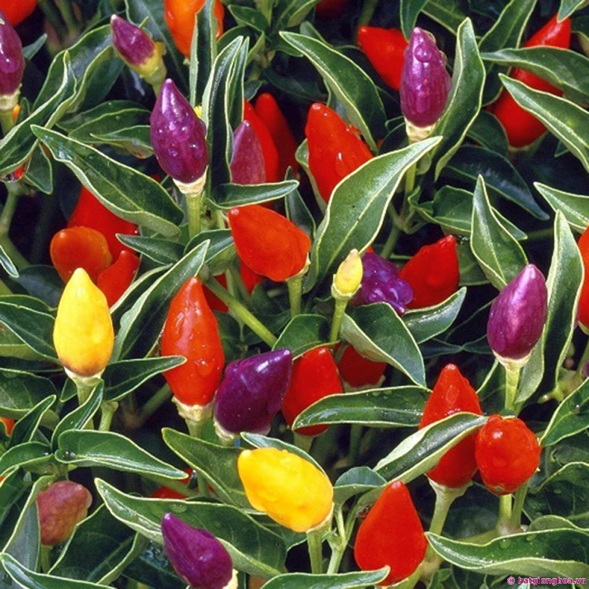 [HCM]Gói 30 Hạt giống ớt kiểng ngũ sắc