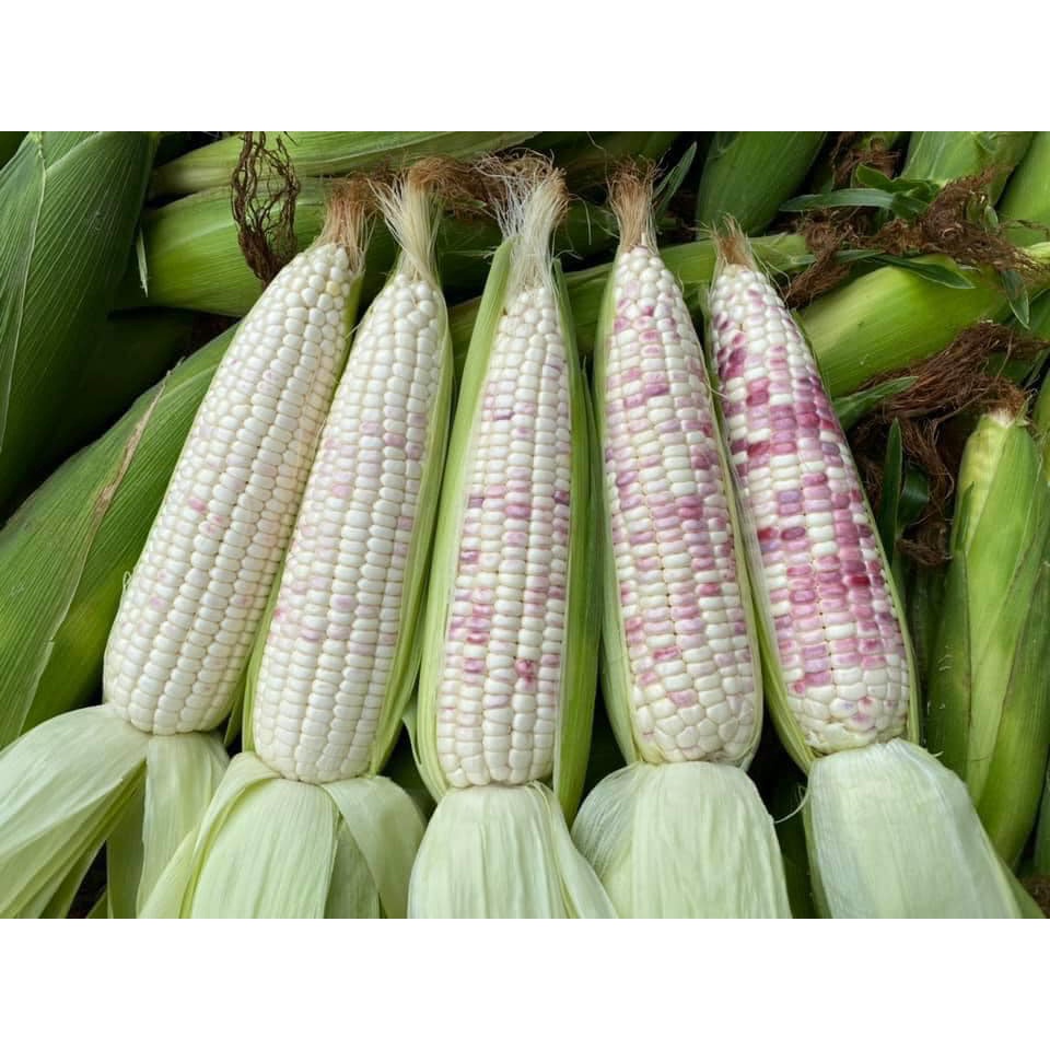 Hạt giống Bắp (Ngô) đủ loại (Nữ Hoàng Đỏ, Nếp Nù, Tím, Bắp Ngọt...)