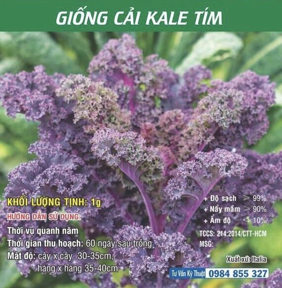 Hạt Giống cải Kale Xanh - Kale tím - Kale Khủng Long
