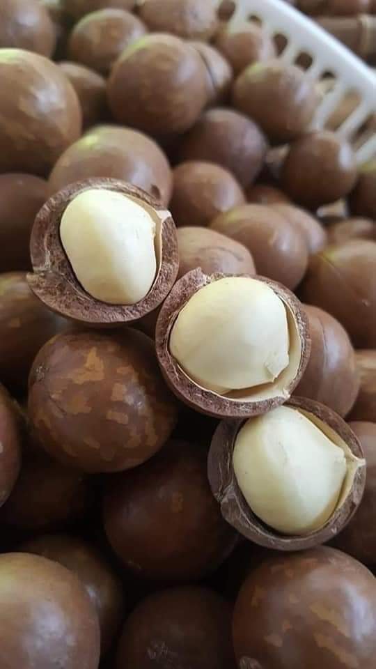 500g nhân mắc ca sấy loại 1 ăn liền