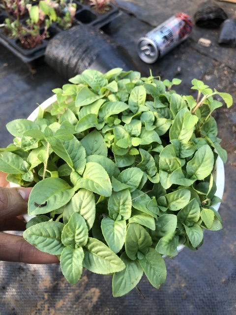Chậu Cây Quế Vị ( 12cm) (hot)