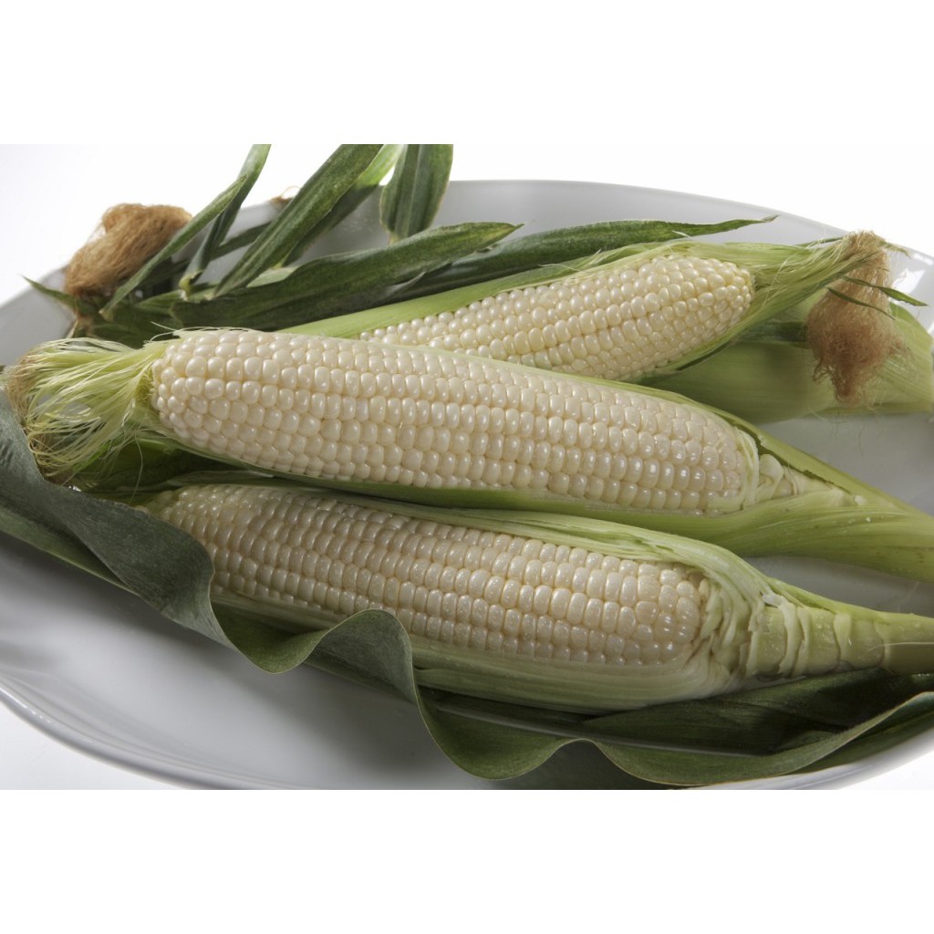 Hạt Giống Ngô Nếp Trắng - 20 Gram