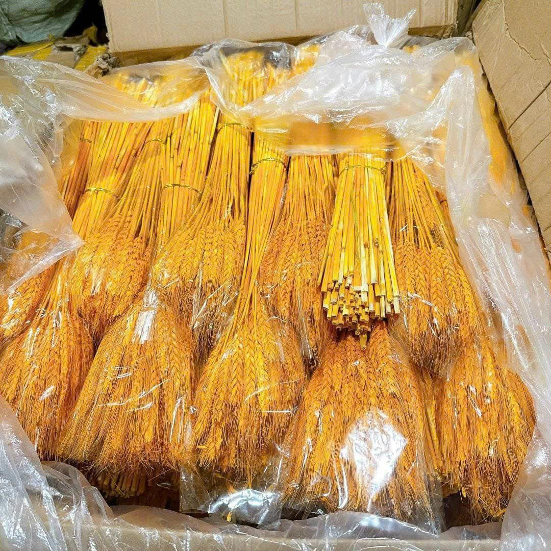 (Dried Barley) Bông Lúa Mạch Trang Trí, Bông Lúa Vàng Tài Lộc, Bó Lúa Mạch Trang Trí (Bông Lúa Bó 100 Bông)