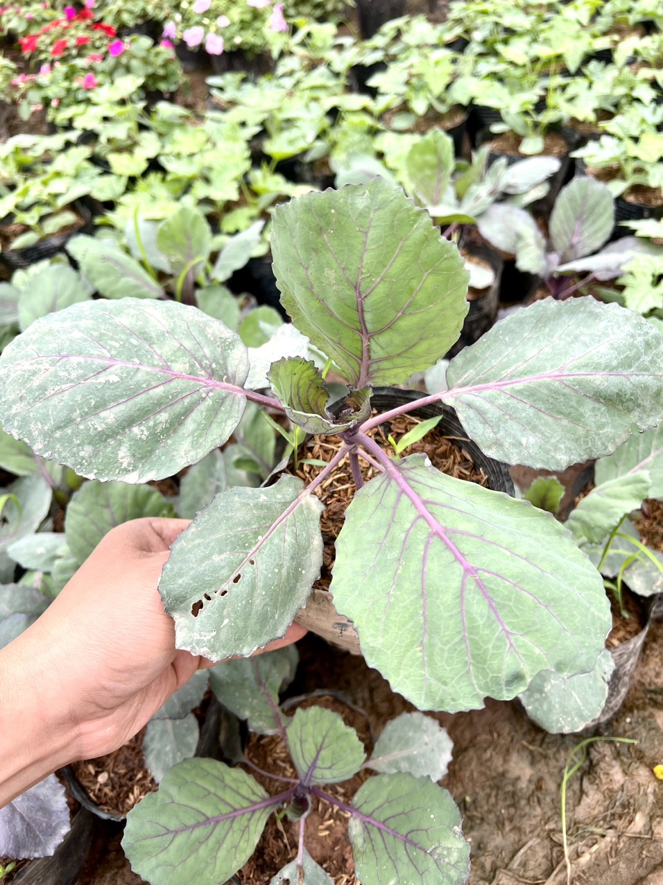 Cây cải bắp tím