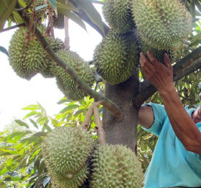 CÂY SẦU RIÊNG thái monthon (chuẩn giống)