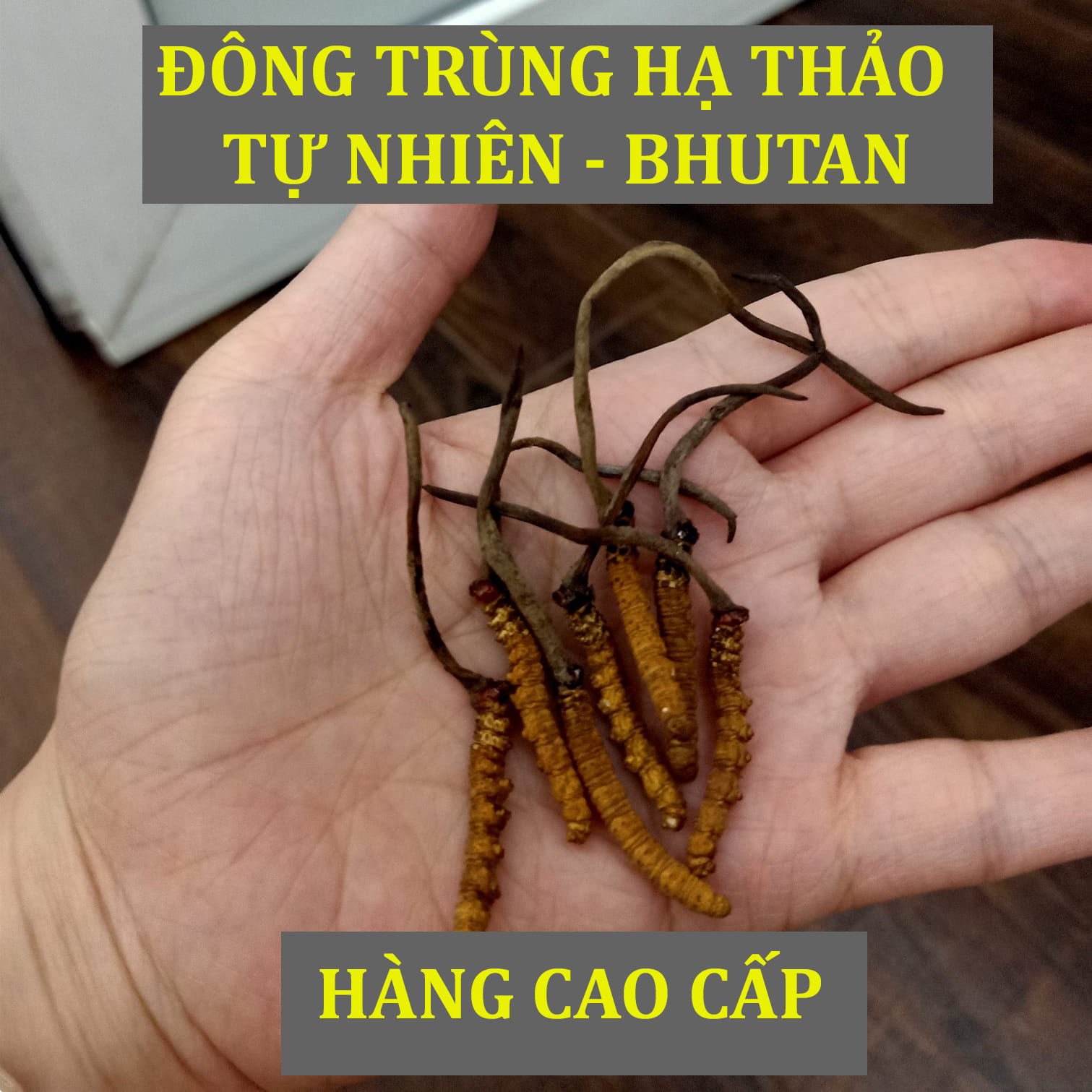 1 Con Đông trùng hạ thảo Bhutan nguyên con loại B HÀNG CAO CẤP
