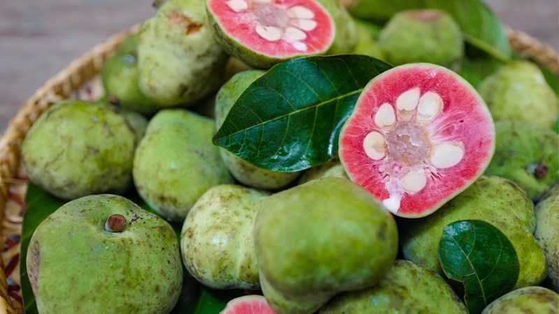 Giống Cây Chay Ruột Đỏ