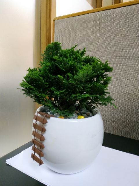tùng trác xoắn
