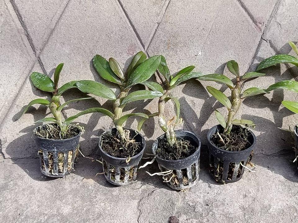Phi điệp lộc bắc