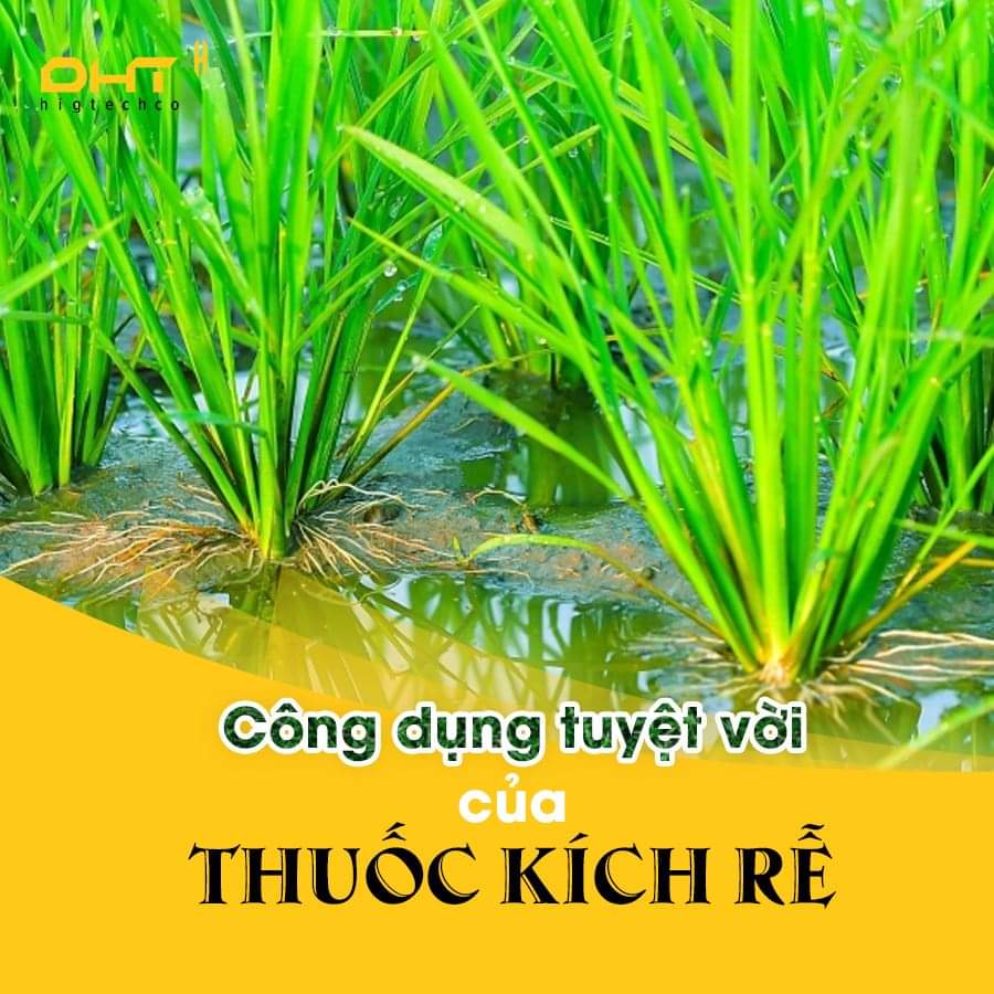 3 Hũ Ra Rễ Cực Mạnh DHT ROOTS 100gr