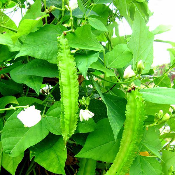 Hạt Giống Đậu Rồng ( Đậu Khế ) - 10 hạt