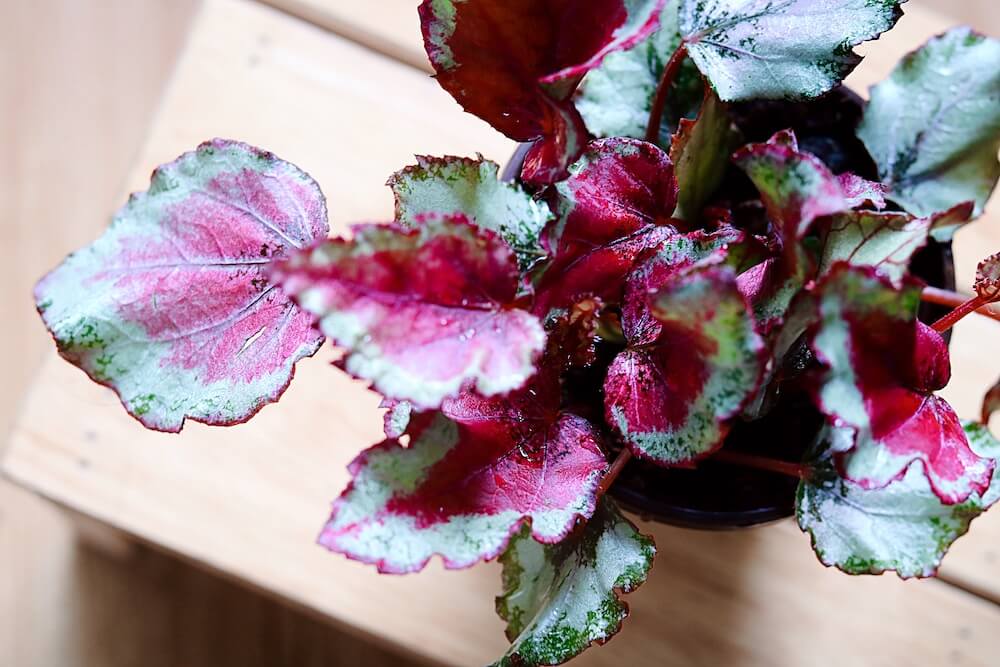 Chậu cây Begonia Celia - Thu Hải Đường Celia