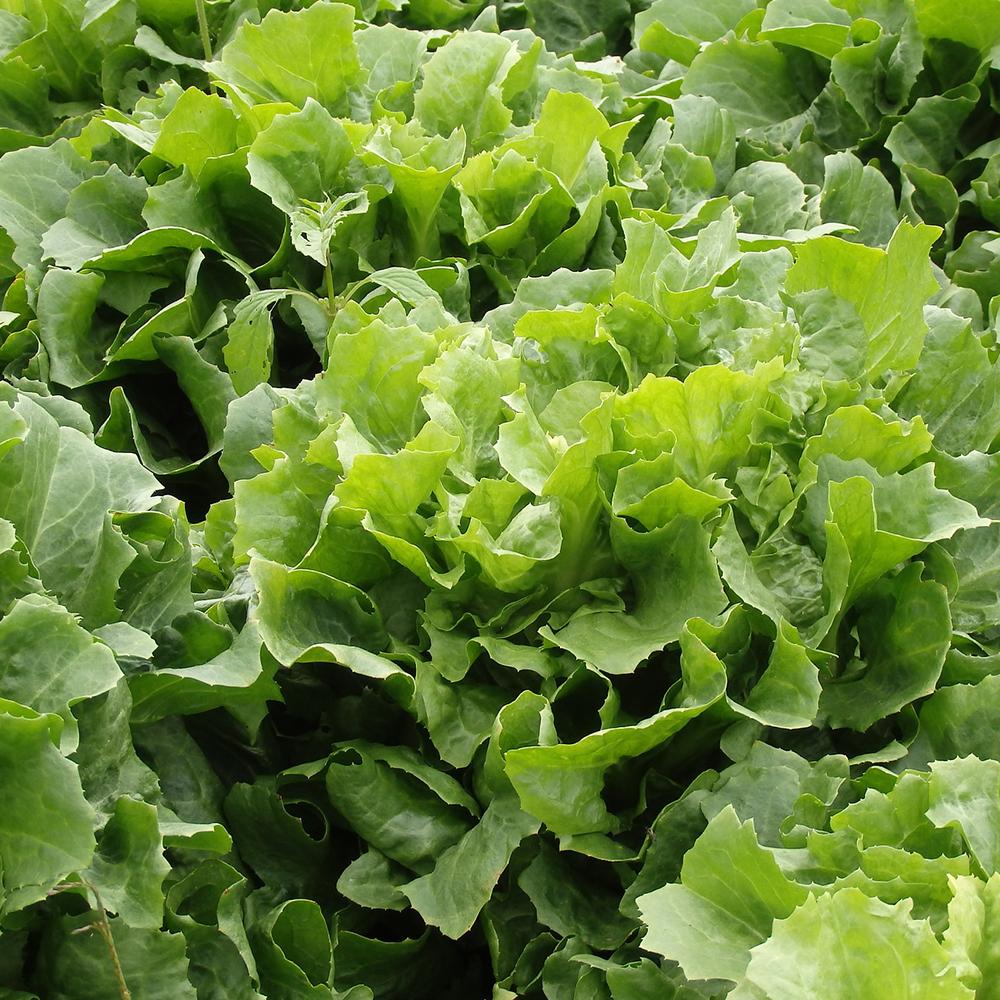 Hạt giồng xà lách Carol
