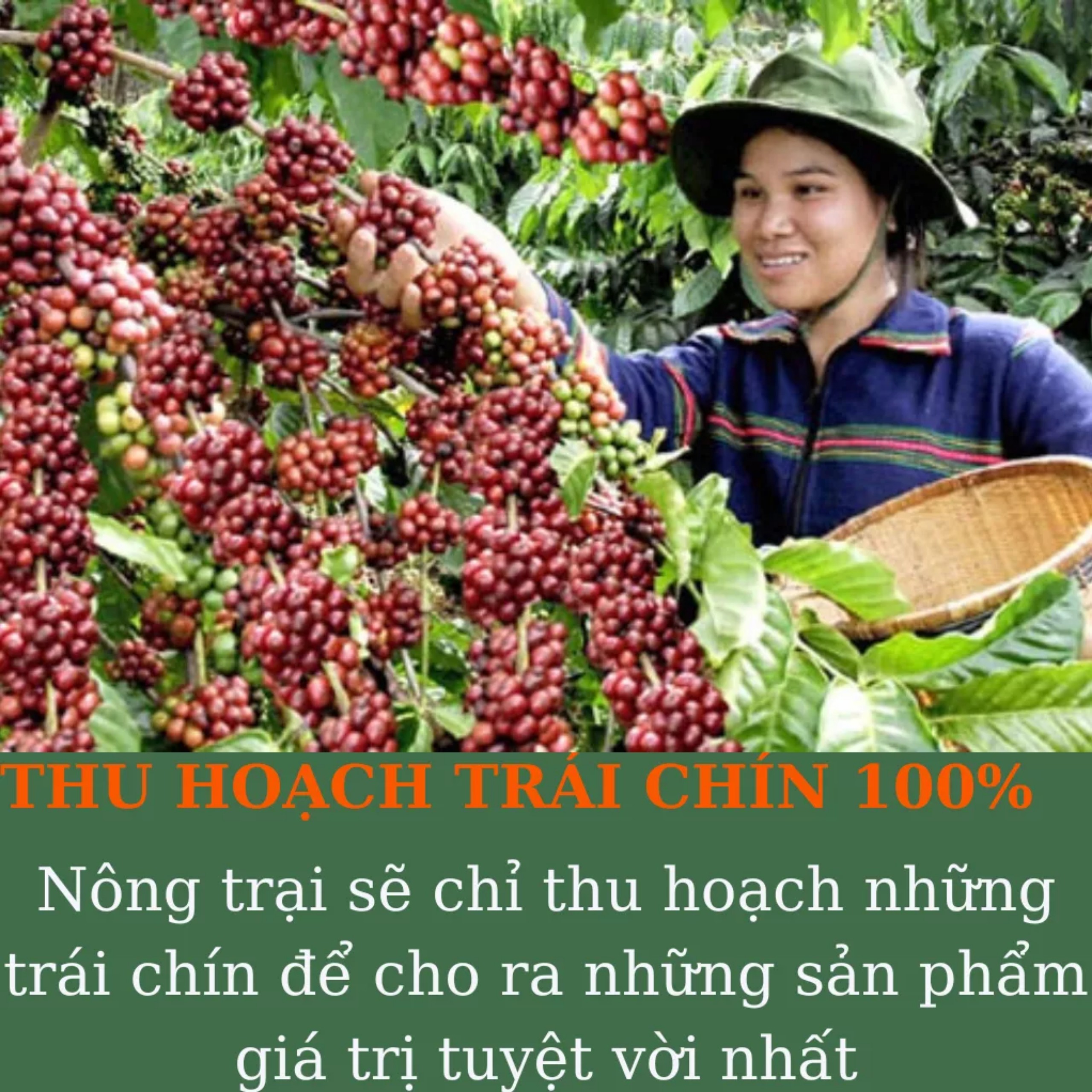 Cà phê Robusta - Cafe rang xay nguyên chất - cafe mộc 500G/gói