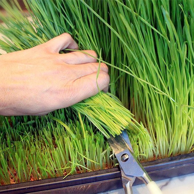 Hạt Giống Cỏ Lúa Mì/Mầm Lúa Mạch Dễ Trông, Thơm Ngon (100gr)