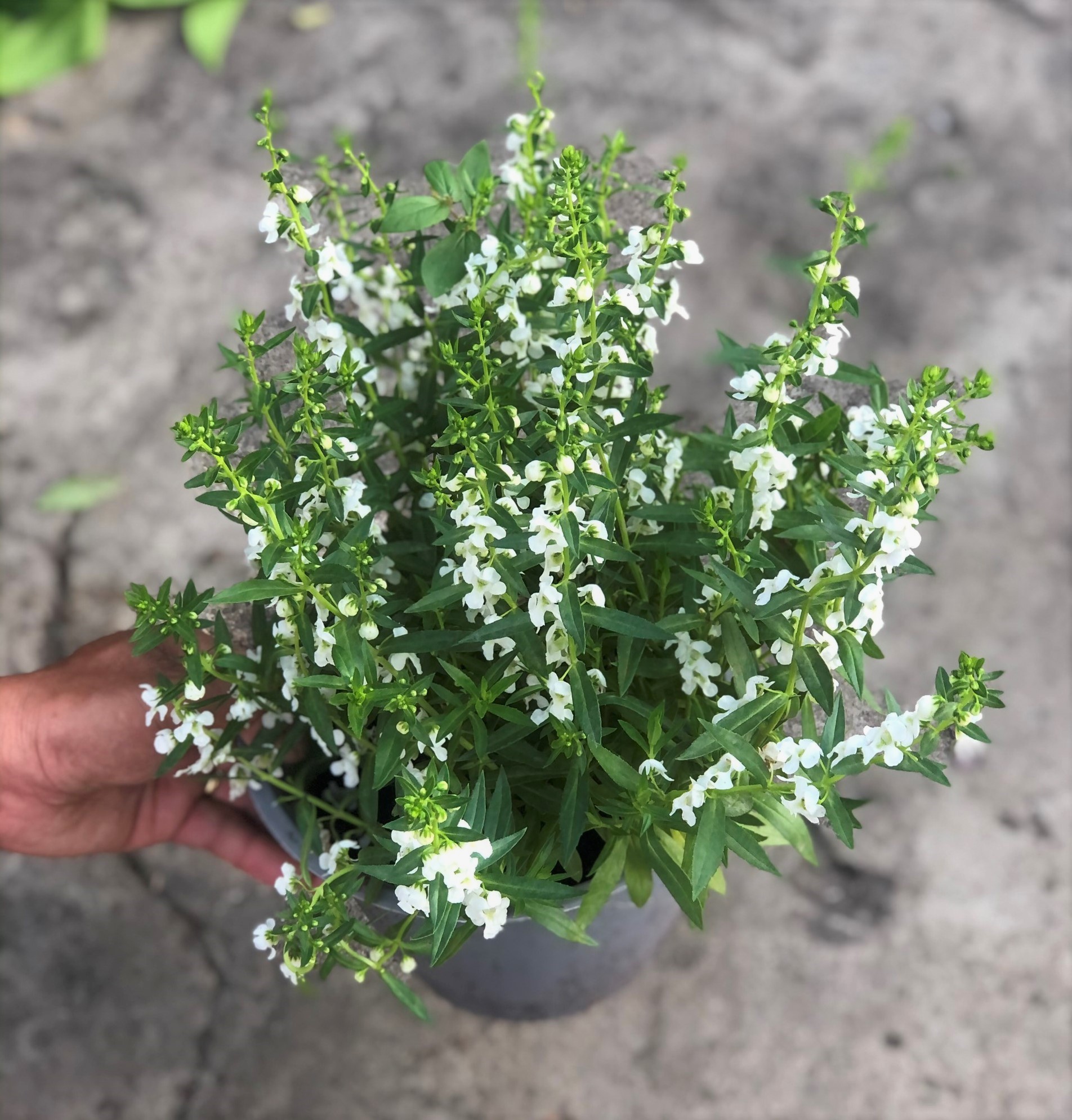 Cây Forget Me Not hoa màu trắng