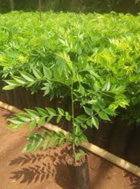 Cây giống sưa đỏ