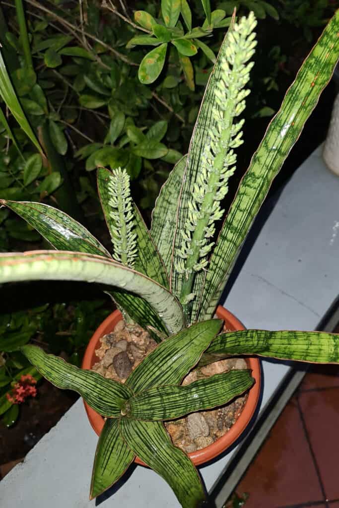 Cây lưỡi hổ Cleopatra - Sansevieria Cleopatra