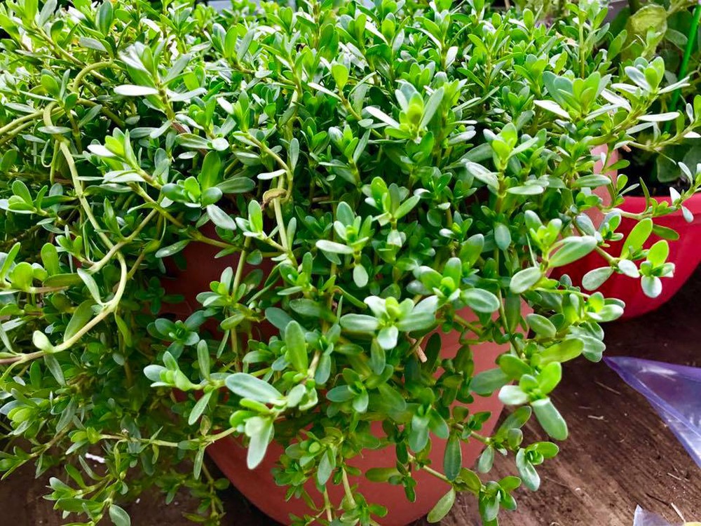 Cây Rau Đắng - Chậu Rau