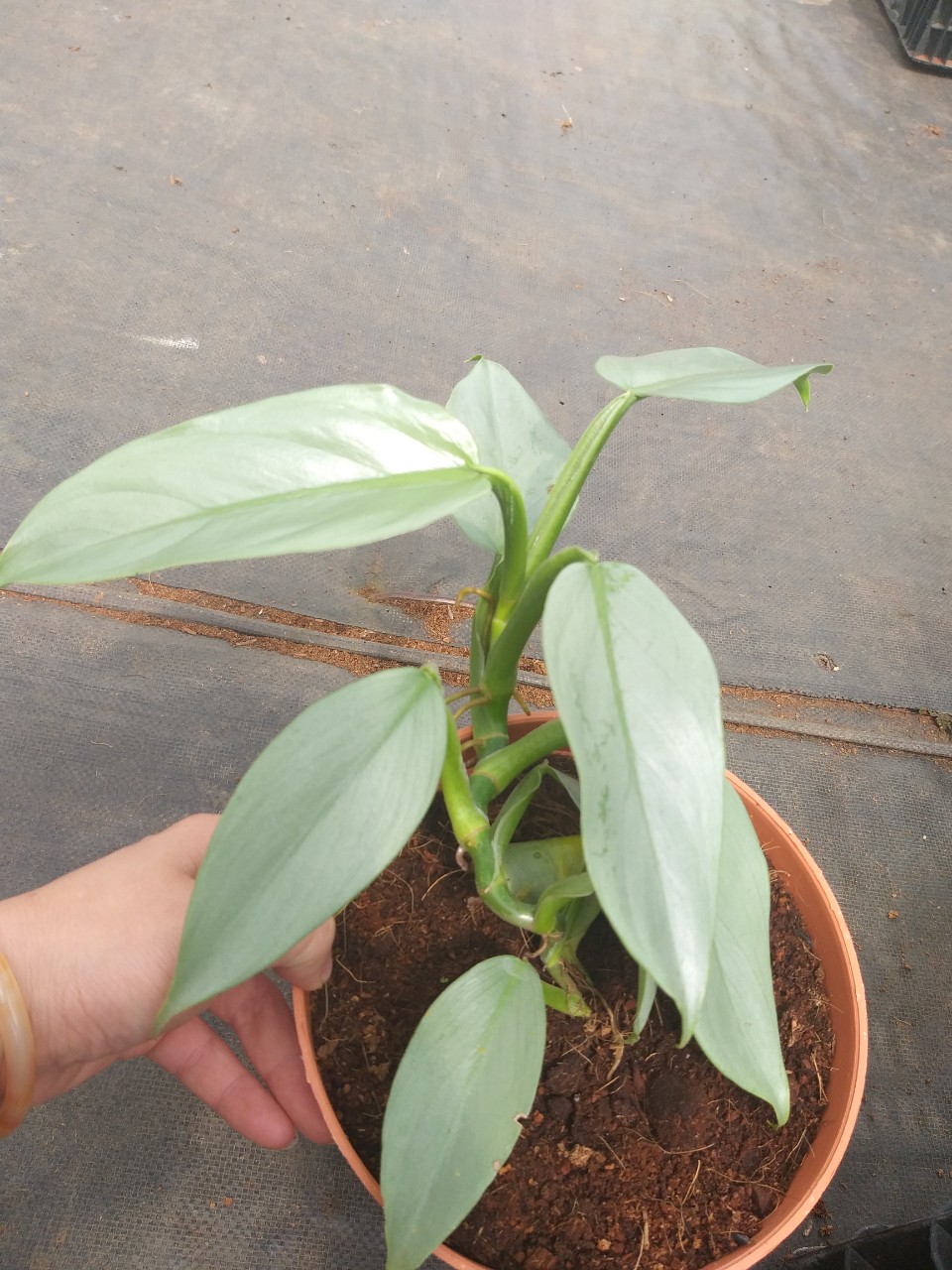 Trầu bà bạc Philodendron Hastatum