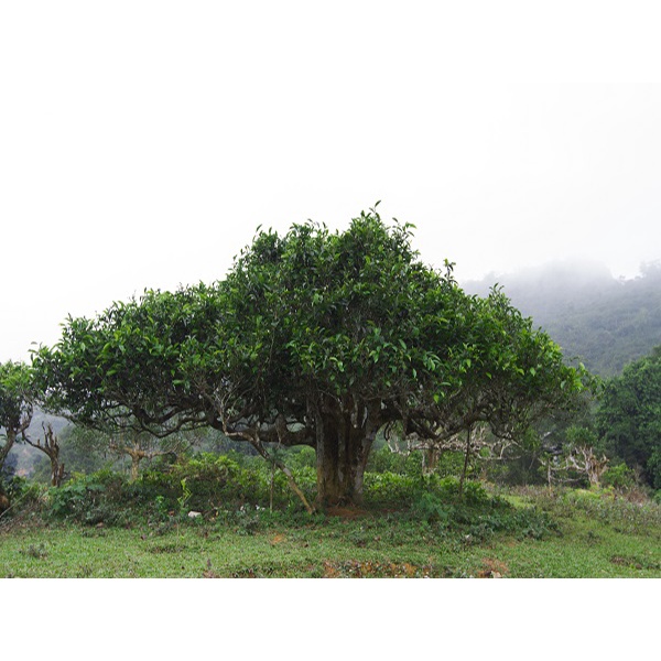 cây giống Chè Shan Tuyết (được kiểm tra hàng )