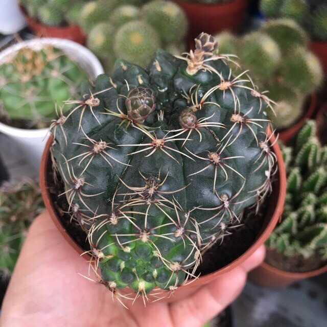Xương Rồng Thần Long 7-8Cm