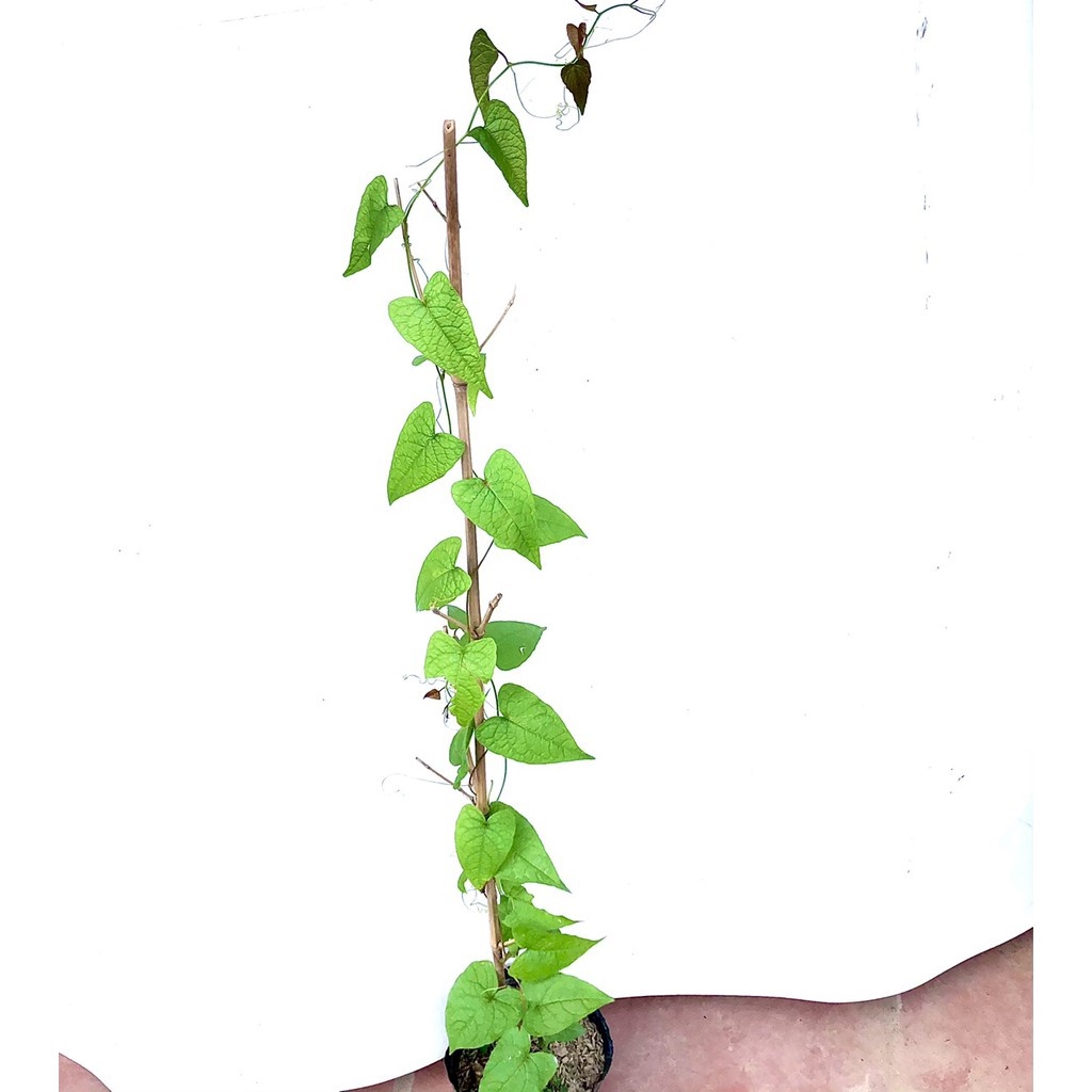 Cây hoa Ti gôn cao 70cm (ảnh thật số 2).