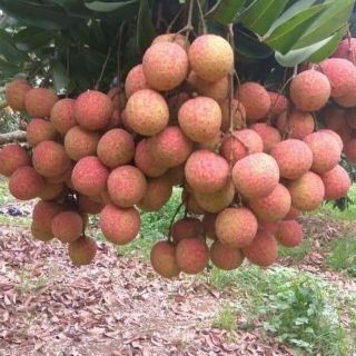 CÂY GIỐNG VẢI THIỀU SIÊU QUẢ + Tặng 2 Cây Quế Giống