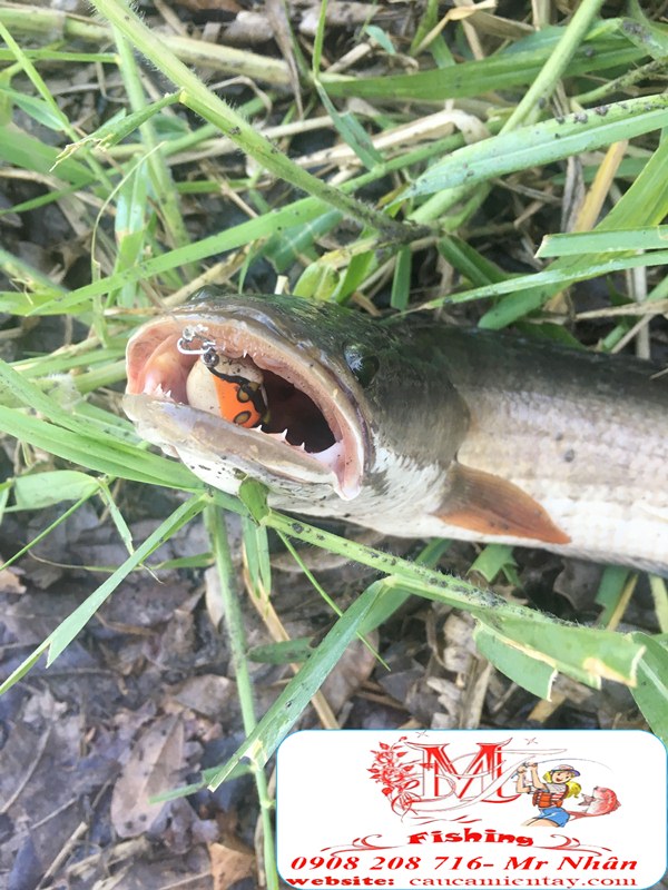Nháy Hơi Câu Cá Lóc Tí Nị Frog