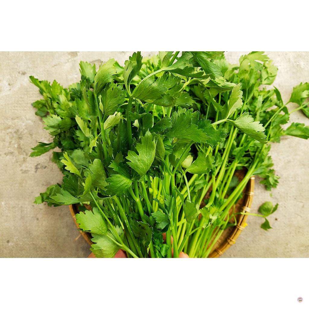 HẠT GIỐNG RAU CẦN LÁ XANH (CẦN TA) - GÓI 10 GRAM