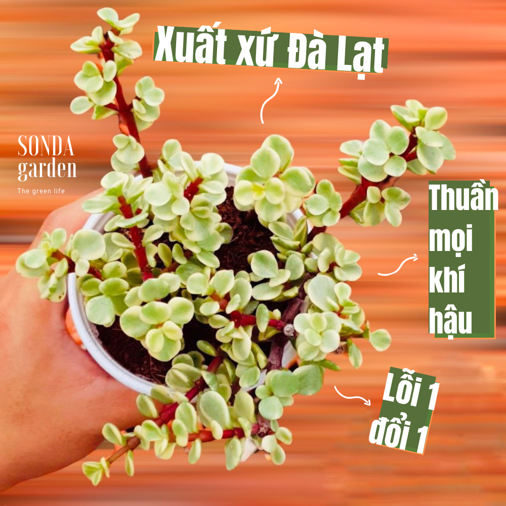Sen đá đô la size trung bình hàng đà lạt siêu cute lỗi 1 đổi 1