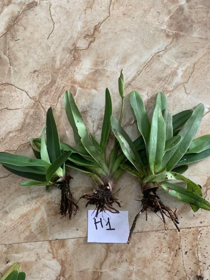 Hoa Lan hài đuôi công quý hiếm(1 khóm)